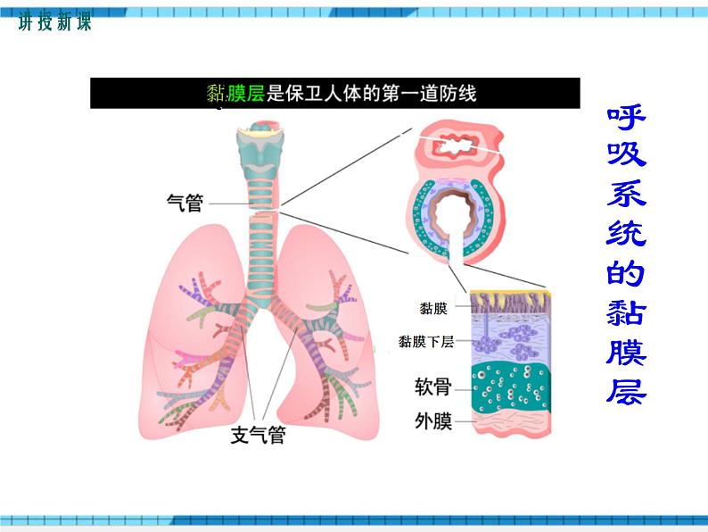 第一章传染病和免疫第二节免疫与计划免疫第1课时人体的三道防线课件06