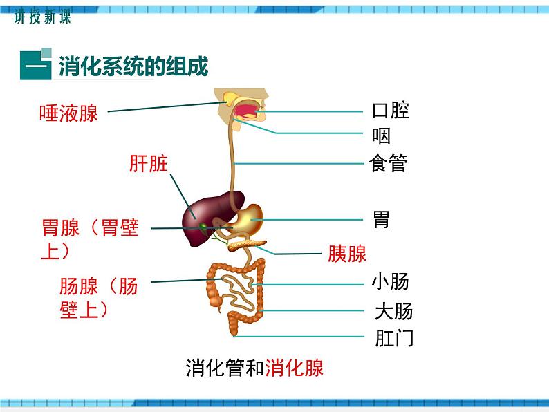 第8章人体的营养第2节食物的消化和营养物质的吸收课件04