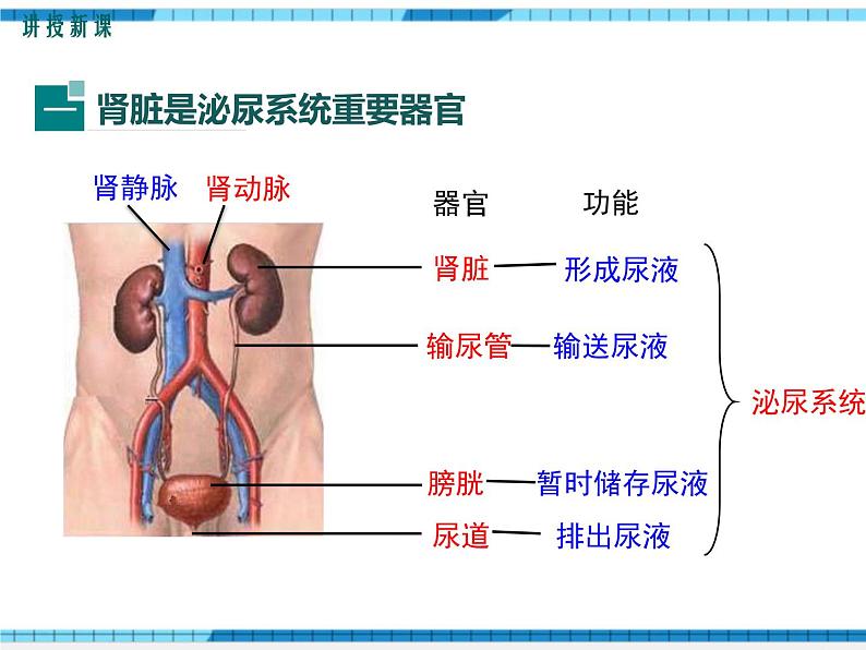 第11章人体代谢废物的排出第2节尿的形成与排出课件04