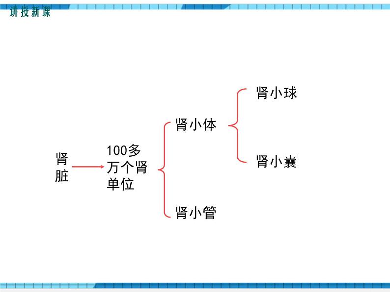 第11章人体代谢废物的排出第2节尿的形成与排出课件06