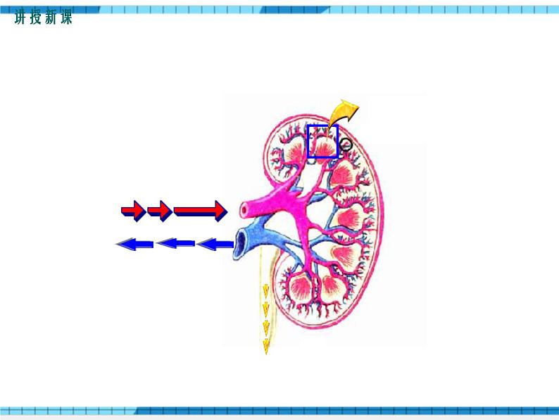 第11章人体代谢废物的排出第2节尿的形成与排出课件07