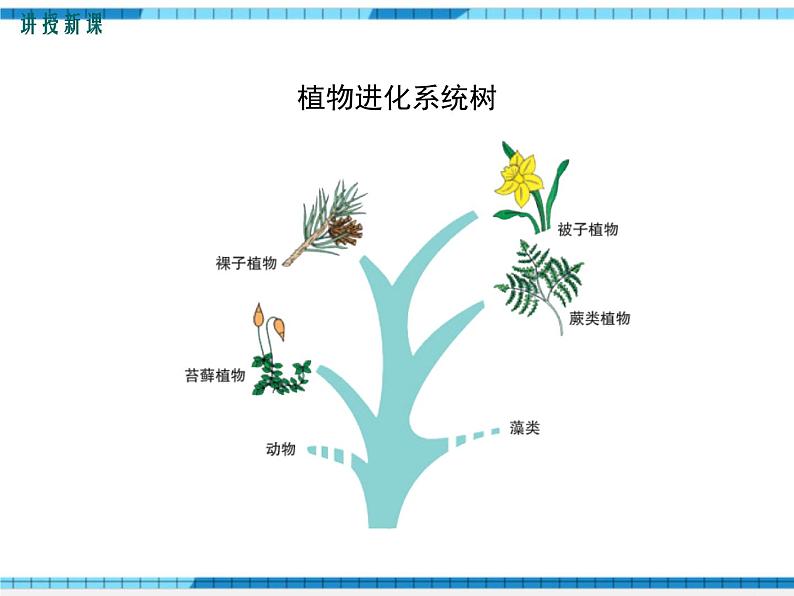 第22章物种的多样性第3节植物的主要类群第1课时苔藓植物和蕨类植物课件04