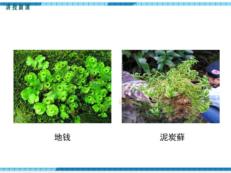 第22章物种的多样性第3节植物的主要类群第1课时苔藓植物和蕨类植物课件07