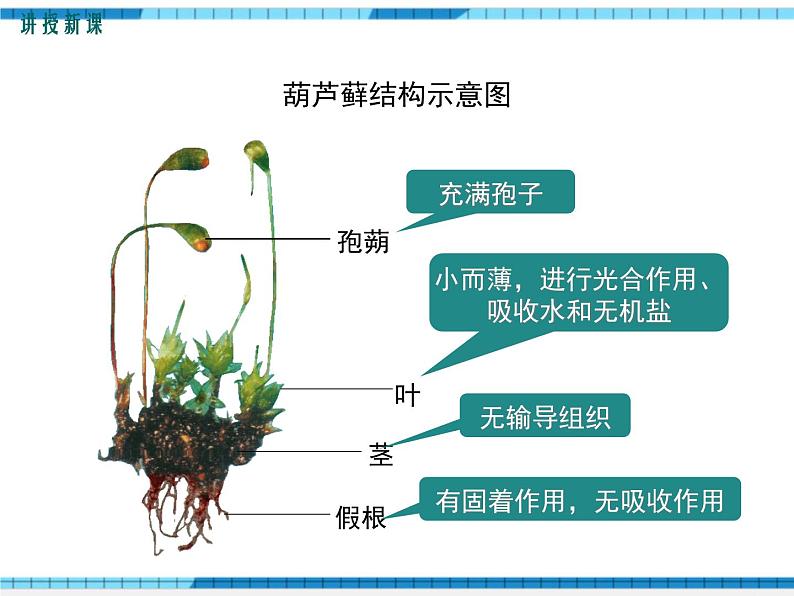 第22章物种的多样性第3节植物的主要类群第1课时苔藓植物和蕨类植物课件08