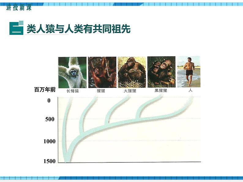 第21章生命的发生和发展第3节人类的起源与进化课件08