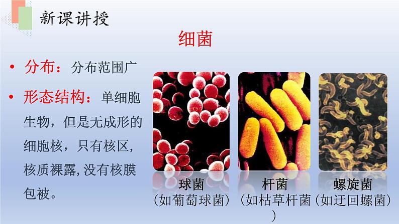 第十四章丰富多彩的生物世界第三节神奇的微生物课件第6页