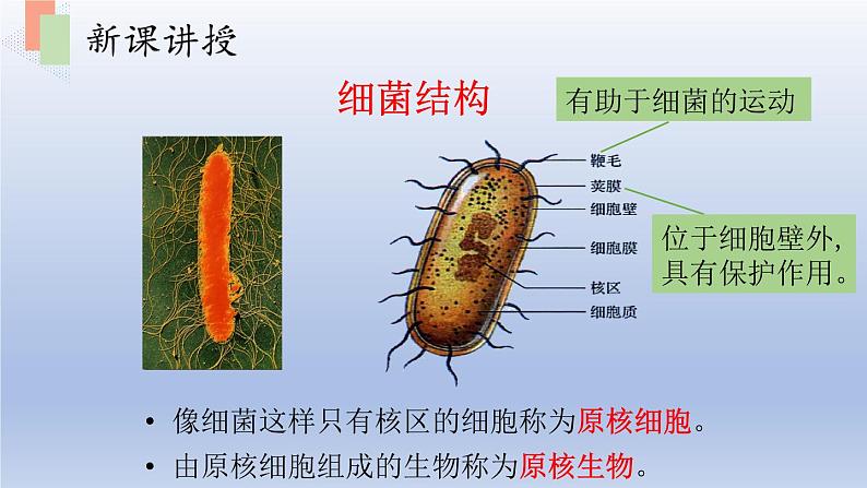 第十四章丰富多彩的生物世界第三节神奇的微生物课件07