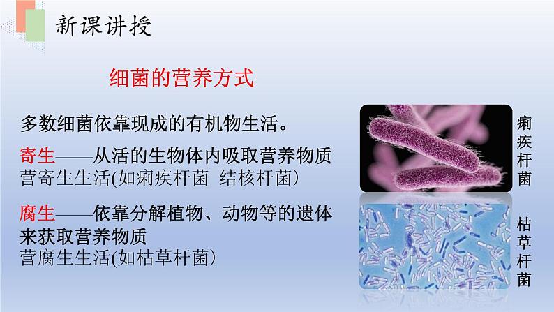 第十四章丰富多彩的生物世界第三节神奇的微生物课件第8页