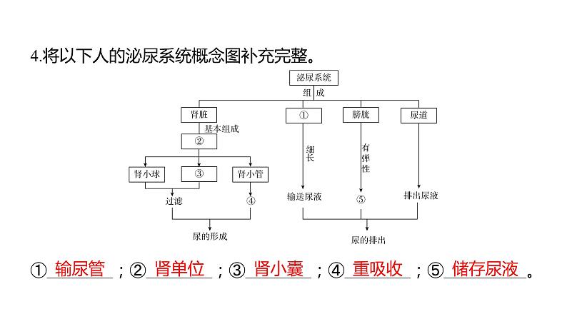 中考生物专题复习--题型二 识图作答题课件PPT第8页