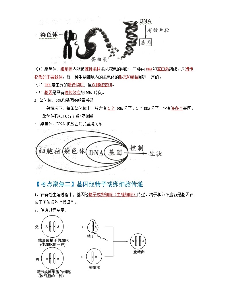 考点02 生物的遗传与变异 中考生物知识手册速查（人教版）-教习网|课件下载