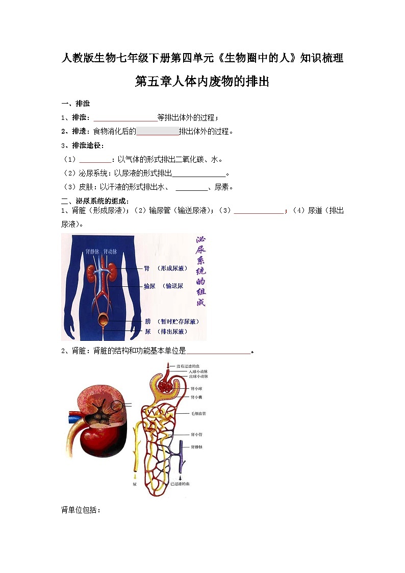 第五章 人体内废物的排出（学生版）第1页
