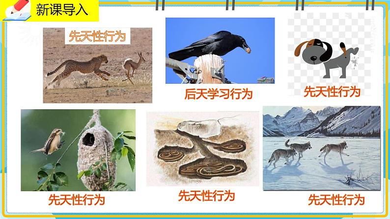 16.2《动物行为的主要类型》课件02