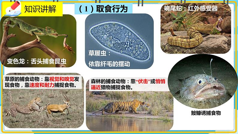 16.2《动物行为的主要类型》课件06