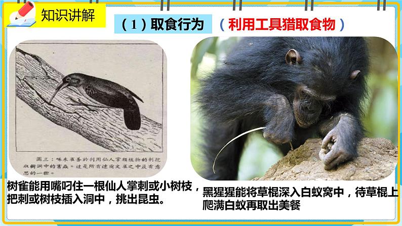 16.2《动物行为的主要类型》课件07