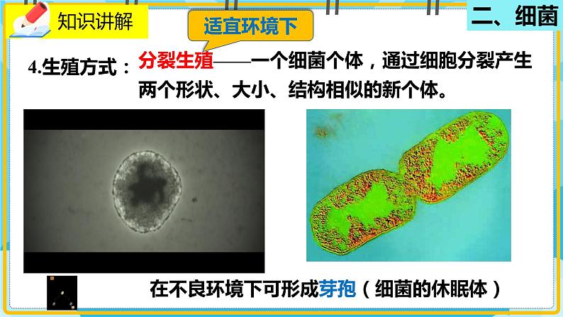 18.1.1《微生物在生物圈中的作用》课件06