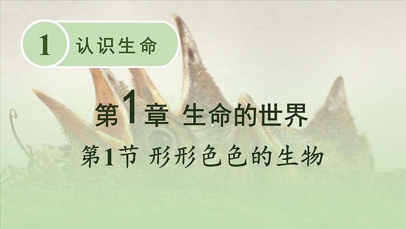 北师大版七年级生物上册课件 1.1 形形色色的生物01