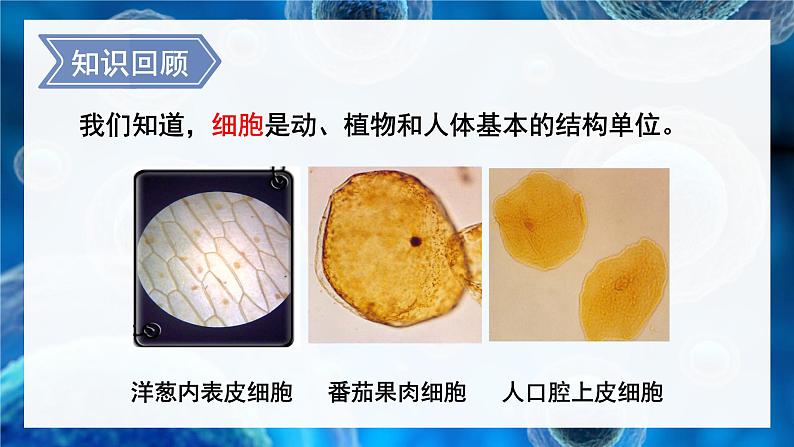 第2节 细胞是生命活动的单位第2页