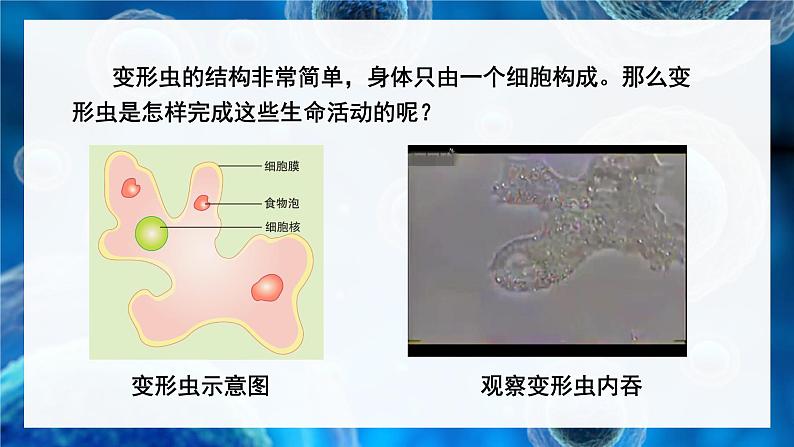 第2节 细胞是生命活动的单位第6页