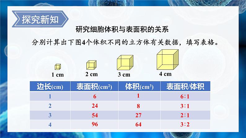 北师大版七年级生物上册课件 3.3 细胞通过分裂而增殖04