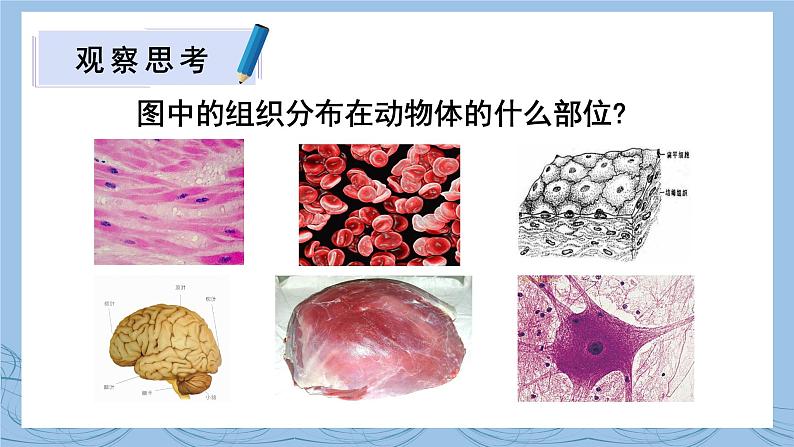 北师大版七年级生物上册课件 4.1 细胞分化形成组织05