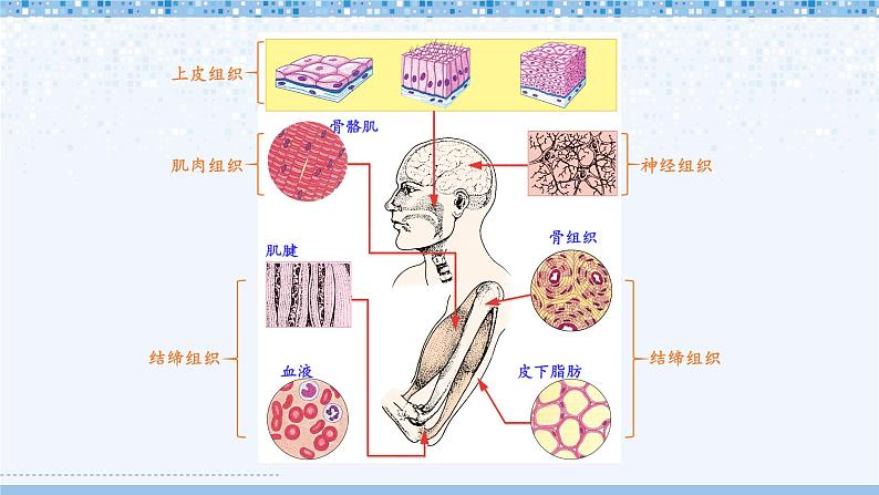 北师大版七年级生物上册课件 4.1 细胞分化形成组织06