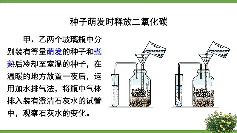 北师大版七年级生物上册课件 5.2 呼吸作用08