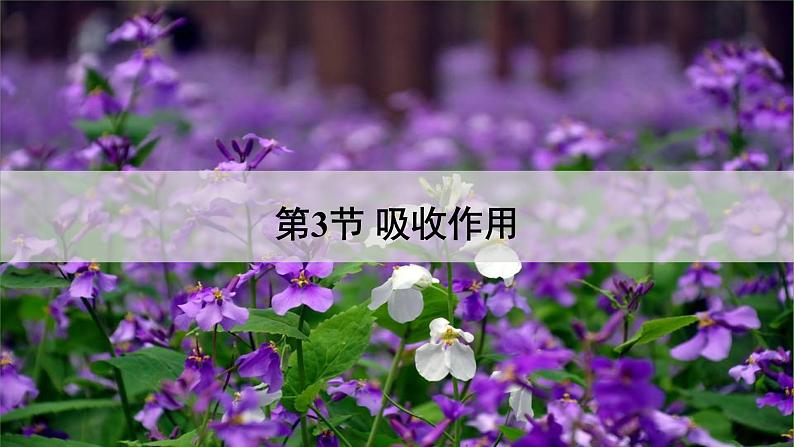 北师大版七年级生物上册课件 5.3 吸收作用01