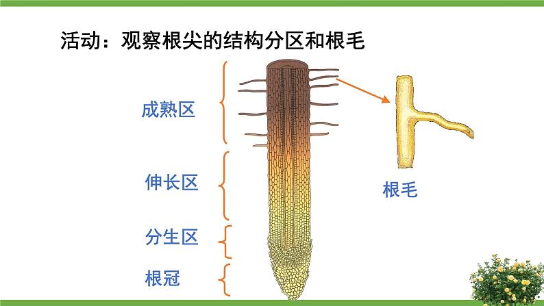 北师大版七年级生物上册课件 5.3 吸收作用08