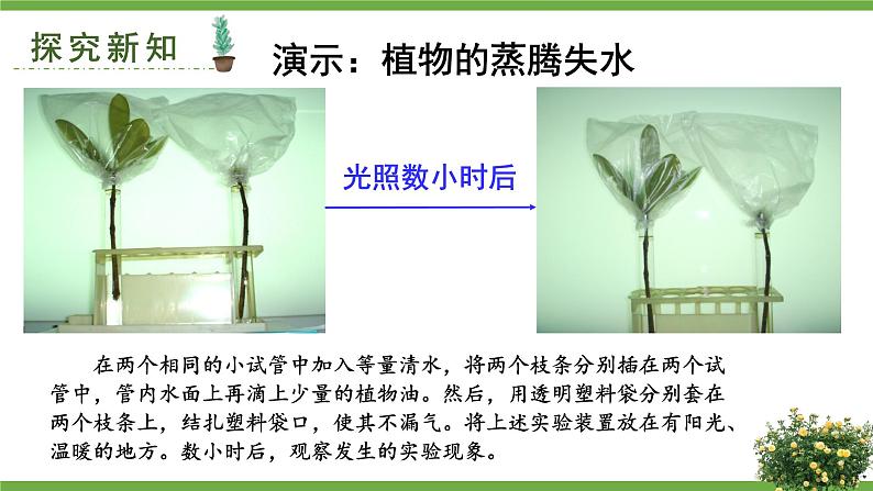 北师大版七年级生物上册课件 5.4 蒸腾作用03