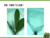 北师大版七年级生物上册课件 5.4 蒸腾作用