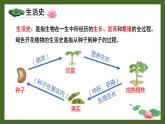 北师大版七年级生物上册课件 6.1 种子萌发形成幼苗