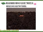 北师大版七年级生物上册课件 6.2 营养器官的生长