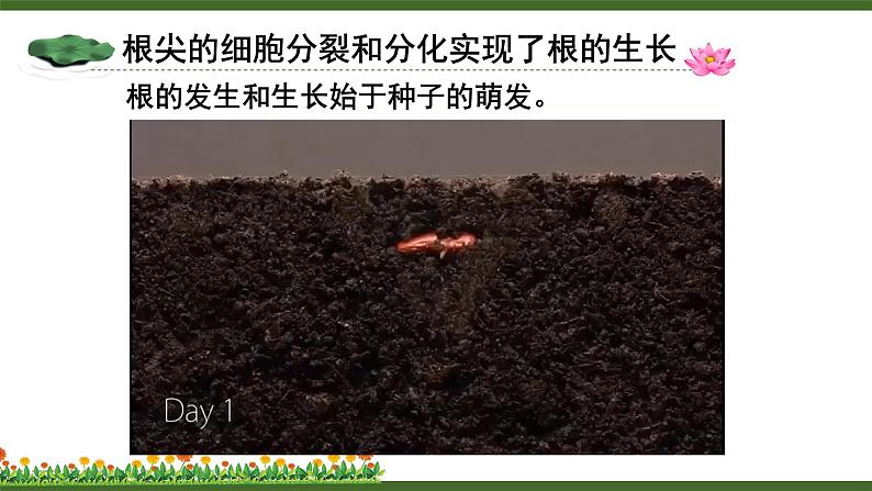 第2节 营养器官的生长第4页