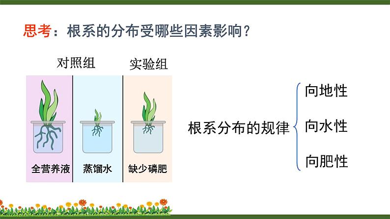 第2节 营养器官的生长第7页