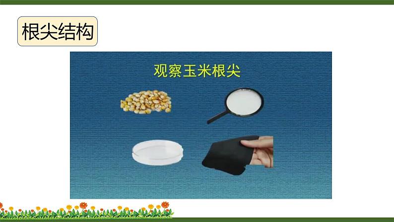 第2节 营养器官的生长第8页