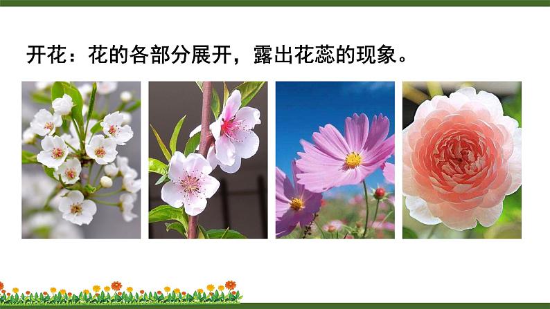 第3节 生殖器官的生长第3页