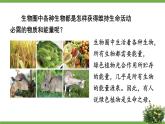 北师大版七年级生物上册课件 7.1 绿色植物在生物圈中的作用