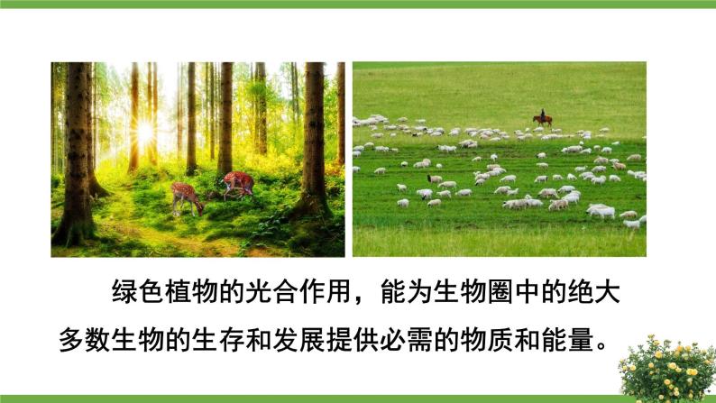 北师大版七年级生物上册课件 7.1 绿色植物在生物圈中的作用07