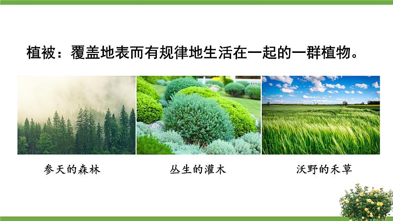 北师大版七年级生物上册课件 7.2 我国的植物资源03