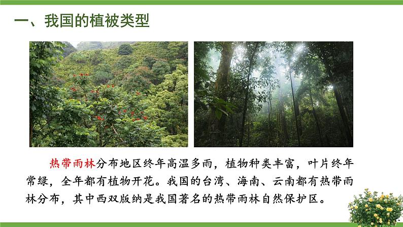 北师大版七年级生物上册课件 7.2 我国的植物资源04