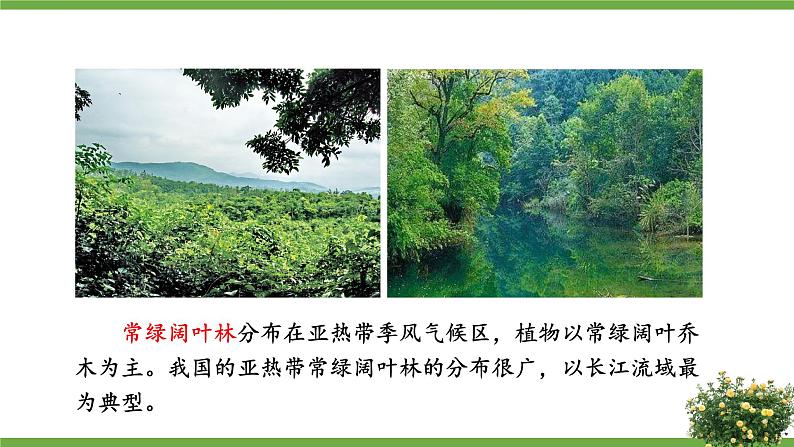 北师大版七年级生物上册课件 7.2 我国的植物资源05