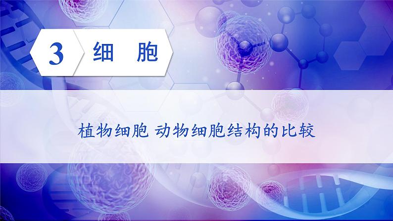 北师大版七年级生物上册课件 3.1 第2课时 植物细胞 动物细胞结构的比较第1页