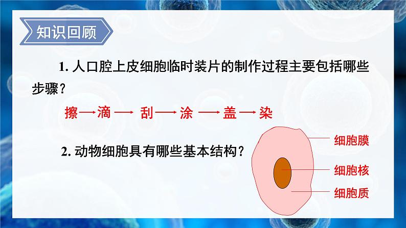 北师大版七年级生物上册课件 3.1 第2课时 植物细胞 动物细胞结构的比较第2页