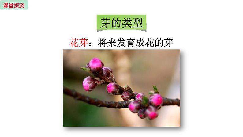 5.4 植物茎的输导功能  （课件）苏教版生物七年级上册07