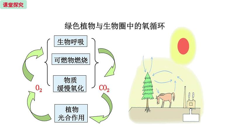 7.2  绿色植物与生物圈的物质循环第6页