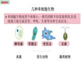 4.1 单细胞生物 （课件）苏教版生物七年级上册