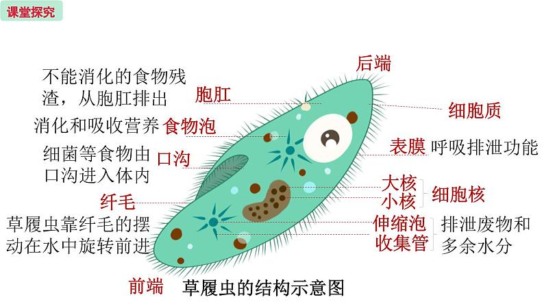 4.1 单细胞生物 （课件）苏教版生物七年级上册05