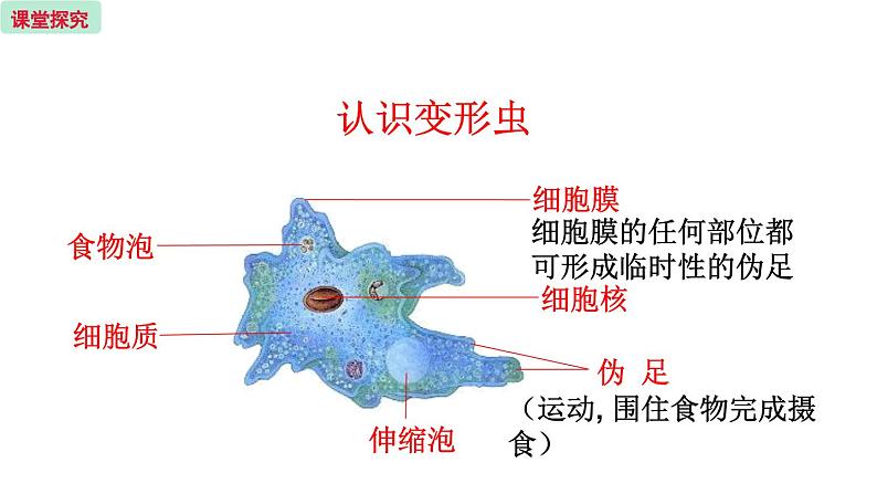 4.1 单细胞生物 （课件）苏教版生物七年级上册07