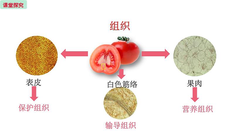 4.2 多细胞生物体的组成 （课件）苏教版生物七年级上册06