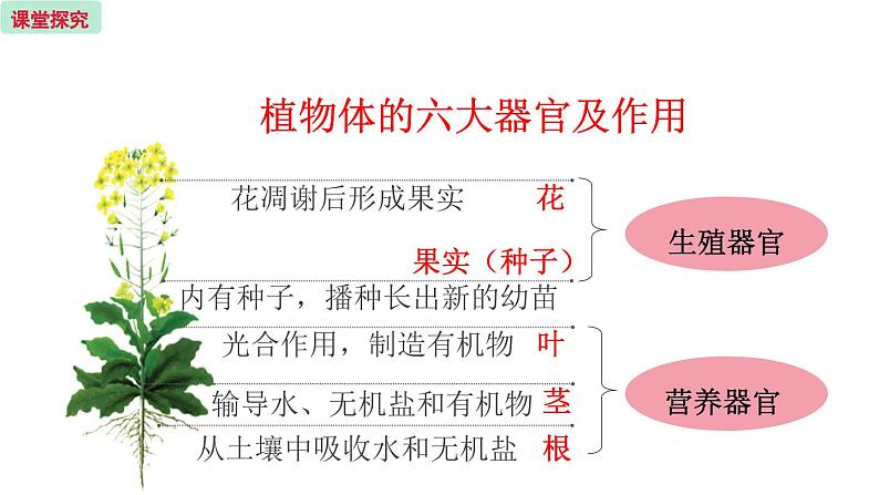 4.2 多细胞生物体的组成 （课件）苏教版生物七年级上册08